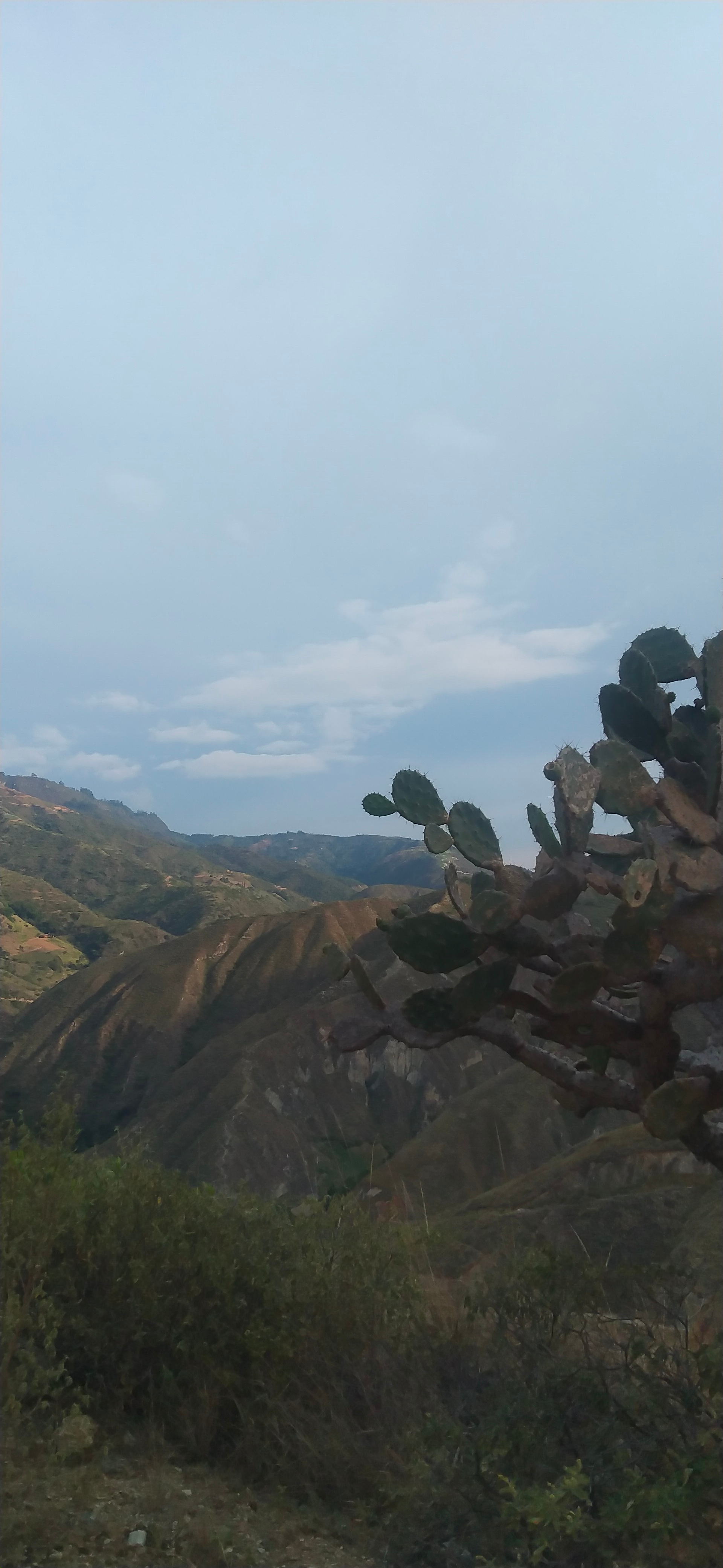 Cañón del Chicamocha Santander - Vegetación
