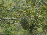 la-guanabana